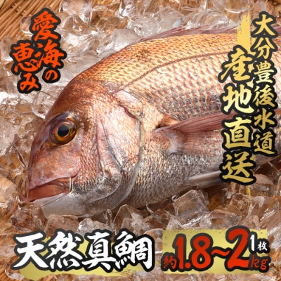 天然 真鯛 (約1.8-2kg・1枚)