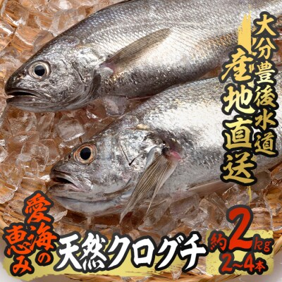 天然 クログチ (約2kg・計2-4本)