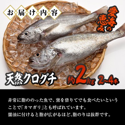 天然 クログチ (約2kg・計2-4本)