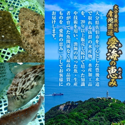 天然 クログチ (約2kg・計2-4本)