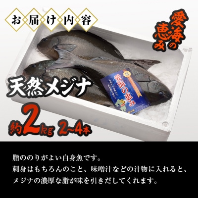 天然 メジナ (約2kg・計2-4枚)