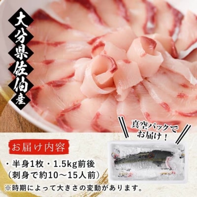 養殖 ブリフィーレ (1.5kg前後・半身1枚)