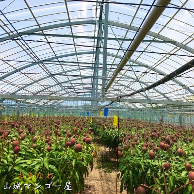 【2023年発送】沖縄県農林水産部長賞受賞 山城マンゴー屋の沖縄県産マンゴー『極み。』2.5kg
