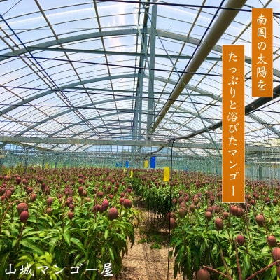 【2025年発送】受賞多数!!山城マンゴー屋の沖縄県産マンゴー1.5kg