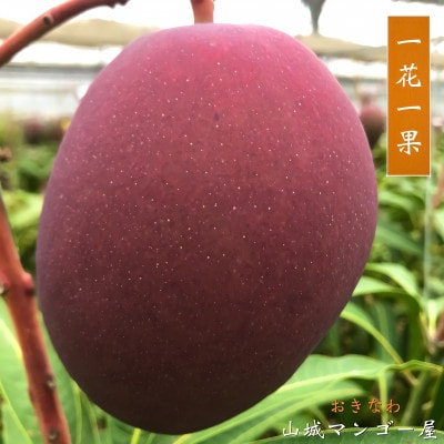 【2025年発送】受賞多数!!山城マンゴー屋の沖縄県産マンゴー1.5kg