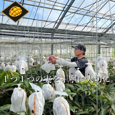 【2025年発送】受賞多数!!山城マンゴー屋の沖縄県産マンゴー1kg