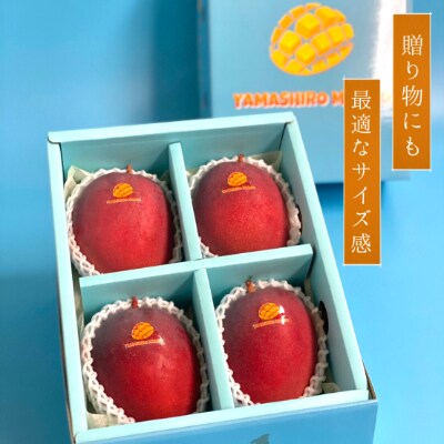 【2022年発送】『優秀賞受賞』沖縄県産アップルマンゴー1.7kg   山城マンゴー屋