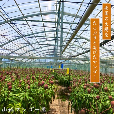 【2022年発送】沖縄県産マンゴー家庭用4kg   山城マンゴー屋