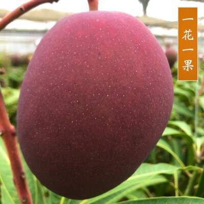 【2024年発送】山城マンゴー屋の沖縄県産マンゴー家庭用1kg(2玉～3玉)