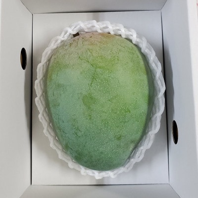 【2025年発送】沖縄から直送!かしみ園の「濃厚キーツマンゴー」1kg