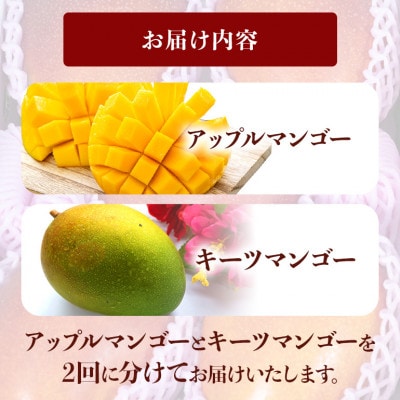 【発送月固定定期便】マンゴー 食べ比べ 2種 アップルマンゴー キーツマンゴー全2回