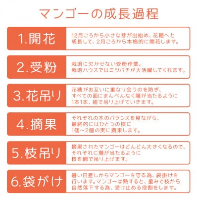 【2025年発送】糖度15度以上!!サンフルーツ糸満の特撰マンゴー1kg