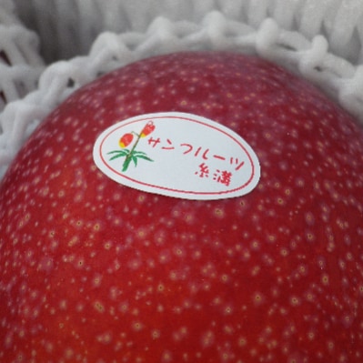 【2025年発送】沖縄県知事賞4度受賞 サンフルーツ糸満のマンゴー2.5kg 大玉