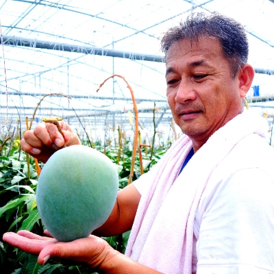 [2025年発送] 国吉さんのキーツマンゴー1kg(1玉～2玉)【さとふる限定】