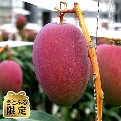 [2025年発送]国吉さんグループの完熟マンゴー2kg(4玉～6玉)【さとふる限定】