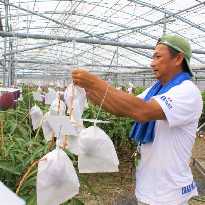 [2025年発送]国吉さんグループの完熟マンゴー2kg(4玉～6玉)【さとふる限定】