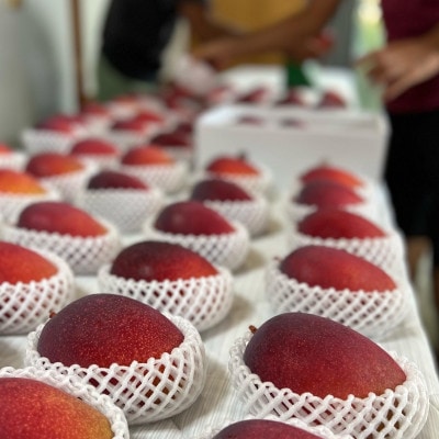 【2025年発送】 縁’sファームのアップルマンゴー 家庭用 2kg