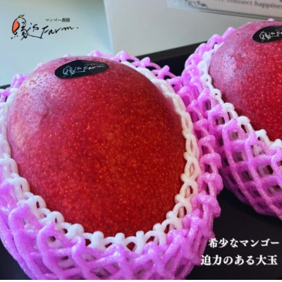 【2025年発送】沖縄県マンゴーコンテスト最優秀賞 縁’sFarmのアップルマンゴー極 1.2kg