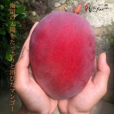 【2025年発送】沖縄県マンゴーコンテスト最優秀賞 縁’sFarmのアップルマンゴー極 1.2kg
