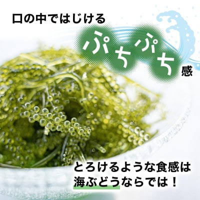 ぷちぷち海ぶどう 家族団らんセット  500g 沖縄県 糸満市