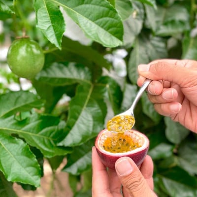 【2026年発送・贈答用1kg(9玉～11玉)×2箱】栽培期間中農薬不使用のパッションフルーツ