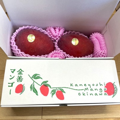 【2026年発送】かねよしマンゴーの甘くとろける マンゴー 大玉 1.2kg (贈答用)