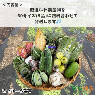 【2024年12月～2025年4月発送】産地直送!糸満市で丹精込めて育てた野菜セット5品