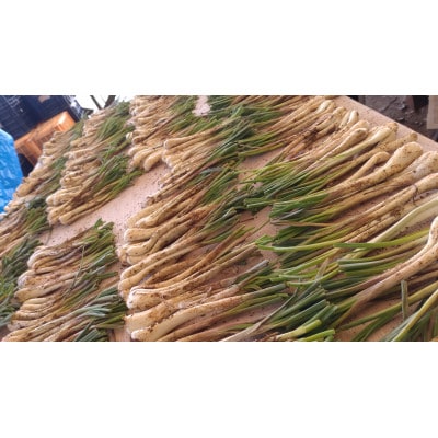 【畑人市場】 土付き 生 島らっきょう 約 1kg