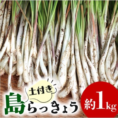 【畑人市場】 土付き 生 島らっきょう 約 1kg