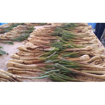 【畑人市場】 土付き 生 島らっきょう 約 1kg