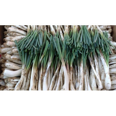 【畑人市場】 土付き 生 島らっきょう 約 1kg