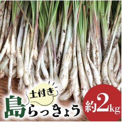 【畑人市場】 土付き 生 島らっきょう 約 2kg