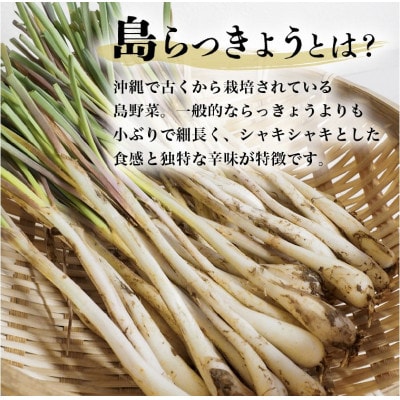 【畑人市場】 土付き 生 島らっきょう 約 2kg