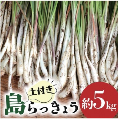 【畑人市場】 土付き 生 島らっきょう 約5kg