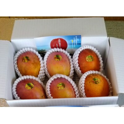 【2026年発送】糸満市産 あらかき農園 家庭用 マンゴー 1.5kg 完熟 アーウィンマンゴー