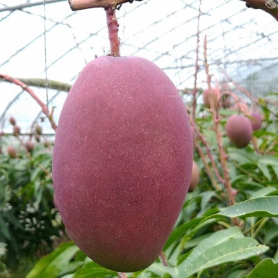 【2026年発送】糸満市産 あらかき農園 家庭用 マンゴー 1kg 完熟 アップルマンゴー