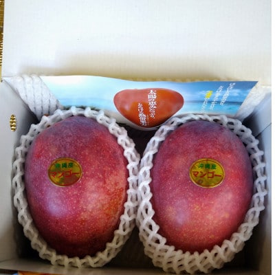 【2026年6月下旬～順序発送】贈答用 マンゴー 1kg 完熟 アーウィンマンゴー