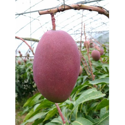 【2026年6月下旬～順序発送】贈答用 マンゴー 1kg 完熟 アーウィンマンゴー