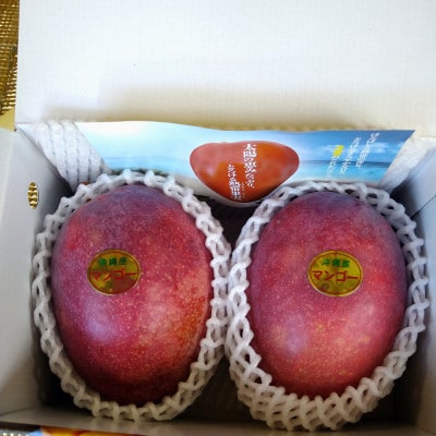 【2026年6月下旬～順次発送】贈答用 マンゴー 1kg 完熟 アーウィンマンゴー