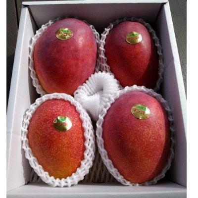 【2026年6月下旬～順序発送】贈答用 マンゴー 1.5kg 完熟 アーウィンマンゴー