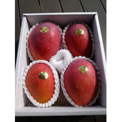 【2026年6月下旬～順次発送】贈答用 マンゴー 1.5kg 完熟 アーウィンマンゴー