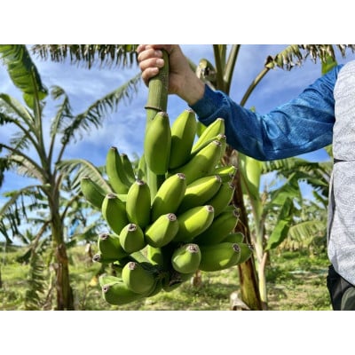 沖縄県糸満市産 アップルバナナ 2kg|2房・20～25本|ギフトボックス入り