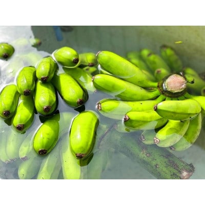 沖縄県糸満市産 アップルバナナ 2kg|2房・20～25本|ギフトボックス入り
