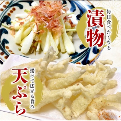 【産地直送】 南国フーズ 土付き 島らっきょう 約1kg