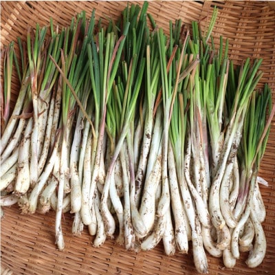 【産地直送】 南国フーズ 土付き 島らっきょう 約1kg