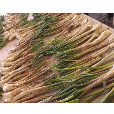 【産地直送】 南国フーズ 土付き 島らっきょう 約2kg