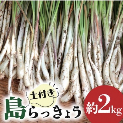 【産地直送】 南国フーズ 土付き 島らっきょう 約2kg