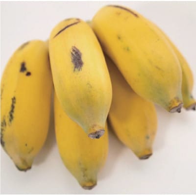 【産地直送】 南国フーズ アップルバナナ  2.5kg～3kg