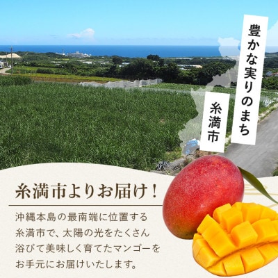 【さとふる限定】【2025年発送予定】【訳あり】アップルマンゴー800g(2玉)