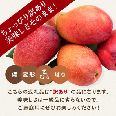 【さとふる限定】【2025年発送予定】【訳あり】アップルマンゴー800g(2玉)